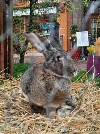 Qui a volé le lapin géant Schmoutzi, mascotte du marché de Pâques de Colmar?