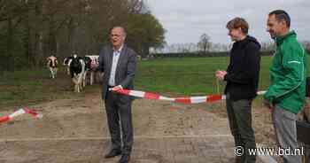 Wethouder knipt lint voor koeien door | Uden, Veghel eo | bd.nl - BD.nl