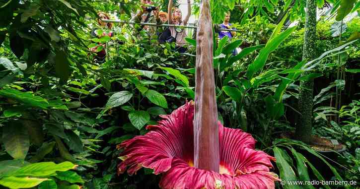 Größte Blume der Welt: Bayreuther Titanwurz blüht
