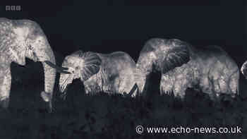Dynasties elephant scene shot using cameras from Basildon | Echo - Southend Echo