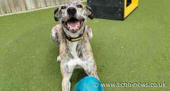 Appeals from Basildon kennels to find dog new home - Southend Echo