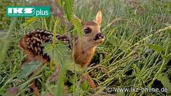 Vorsicht, der Wald in Hemer wird zur Kinderstube! - IKZ News