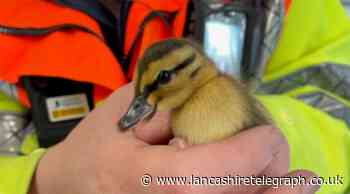 16 ducklings on M6 Wigan rescued by traffic officers