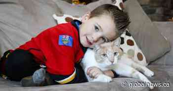 Online vet services help to alleviate stress caused by COVID surge in pet ownership