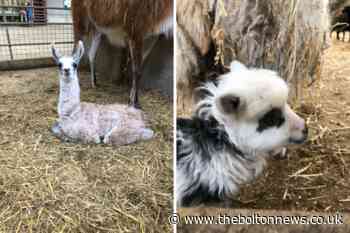Smithills Open Farm welcomes new Easter arrivals - The Bolton News