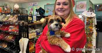 Calgary women help abandoned pets in Ukraine as need for food and medicine grows - Global News