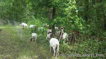 Goats to soon become the GOAT of New Brighton