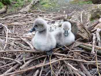 Adorable baby black swans hatch at Dudley Zoo - Express & Star