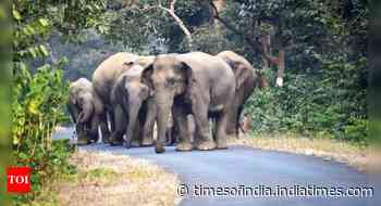Broken jumbo trail in 2 states: A sad tail tale - Times of India