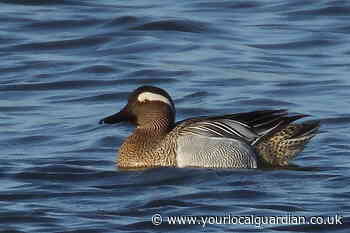 Wild Things: The unmistakeable garganey