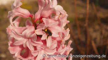 Hyazinthe nicht wegschmeißen: So blüht sie im nächsten Jahr erneut