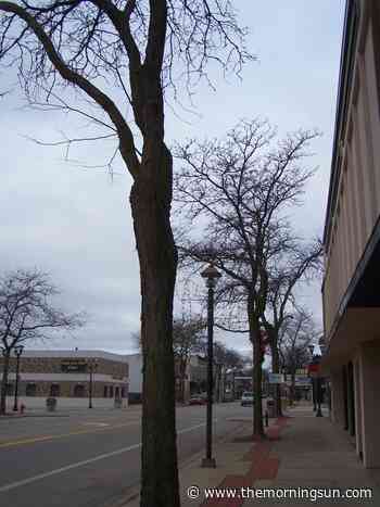 Alma finalizing downtown tree plan; online survey offered - The Morning Sun