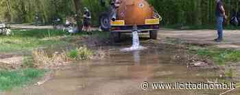 Parco di Monza, la pozza per i rospi smeraldini si è già asciugata: nuova mobilitazione - Il Cittadino di Monza e Brianza