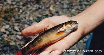 The native brookie - Sunbury Daily Item