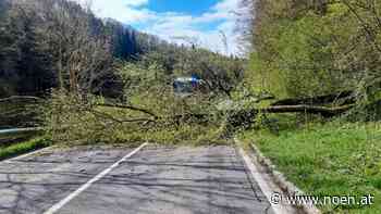 Umgestürzte Bäume auf B215 bei St. Leonhard am Forst - NÖN.at