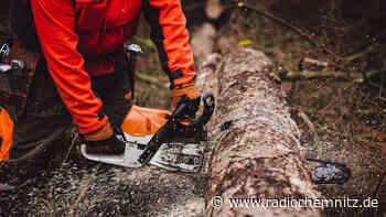 Gewerkschaft fordert mehr qualifiziertes Personal im Forst - Radio Chemnitz