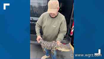 DEC: Amherst man charged with unlawfully possessing an alligator - WGRZ.com