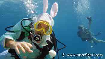 Underwater Easter Egg Hunt Features Scuba Diving Easter Bunny Off Florida Keys