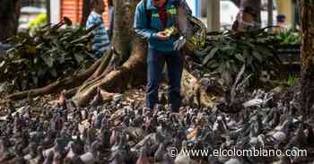 ¿Le gustan las palomas? Este es el plan oficial para protegerlas en Medellín - El Colombiano