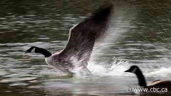 Alberta conservation organizations concerned about how wild birds will cope with avian flu