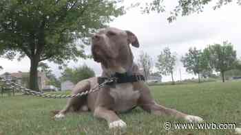 Niagara SPCA investigates possible illegal ear cropping out of Lockport home