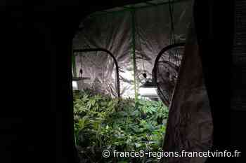 Neuville-aux-Bois : 55 pieds de cannabis découverts, 3 personnes déférées - France 3 Régions