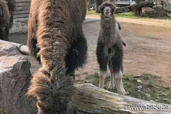 Neue Jungtiere locken zum Oster-Ausflug in den Tierpark Chemnitz | blick.de - Chemnitz - Blick.de