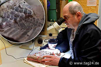 Überraschungs-Fund im Versteinerten Wald: Urzeit-Farn in Chemnitz entdeckt - TAG24