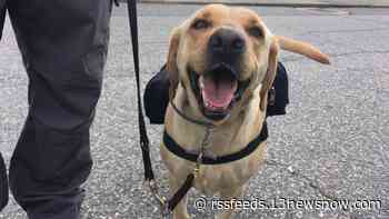 Free eye exams for service animals across Hampton Roads offered in May