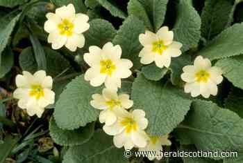 Gardening with Dave Allan: Primroses love the cool, and damp Scottish weather - HeraldScotland