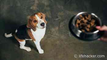 How Often You Need to Wash Your Dog's Food Bowl - Lifehacker
