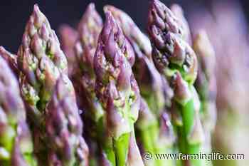 It's time to embrace and cherish our own food when it's in season - Farming Life