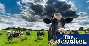 UK organic dairy farmers fear for futures as food prices soar - The Guardian