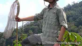 Modena, ecco le prime zanzare: «Disinfestazione, è il momento migliore» - La Gazzetta di Modena