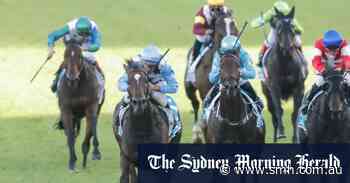 Queen of the Turf Nimalee gets Oliver back to Sydney for All Aged - Sydney Morning Herald