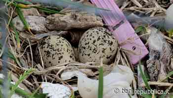 Bari, il fratino torna a nidificare in riva al mare: tra Torre Quetta e San Giorgio le prime uova. "Fate attenzione" - La Repubblica