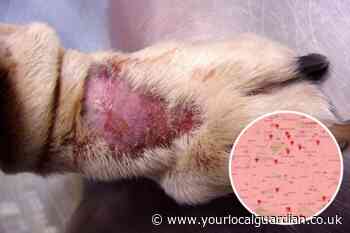 Every confirmed Alabama Rot case in south London