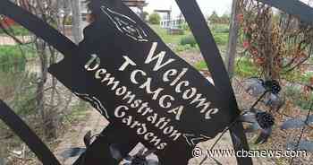 Gardening 101: The Master Gardener Program helps North Texans get their hands in the dirt - CBS News