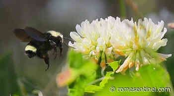 COLUMN: Be a responsible gardener | Daily Sentinel - Rome Sentinel