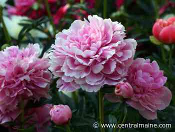 Maine Gardener: Garden plans: This year, it's all about the flowers - Kennebec Journal and Morning Sentinel