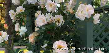 Ask the Master Gardener: Several types of climbing roses can thrive in northern climates - Brainerd Dispatch