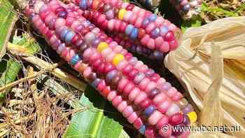 Home gardener Fiona loves growing 'quirky', rainbow vegetables - ABC News