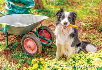 GARDENER'S NOTEBOOK | Yes, it's possible to garden on a budget | - The Voice of Pelham