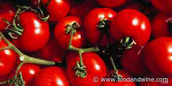 British Gardener Grows Jaw-Dropping, Record-Setting 1,269 Tomatoes on One Stem - Food & Wine