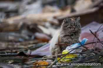 A partir de julio de 2022 los gatos no podrán caminar libres en la capital de Australia - El Espectador