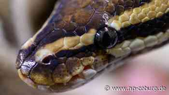 Tiere - Python in japanischer Großstadt auf der Flucht - Neue Presse Coburg