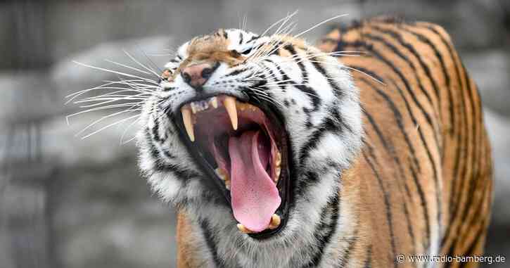 Tiger tötet Pfleger in indonesischem Zoo