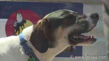 Dog rescue in need of families to foster, adopt and donate - 9News.com KUSA