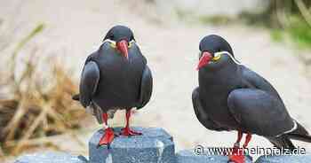 Frühlingsgefühle im Heidelberger Zoo - Heidelberg - DIE RHEINPFALZ - Rheinpfalz.de