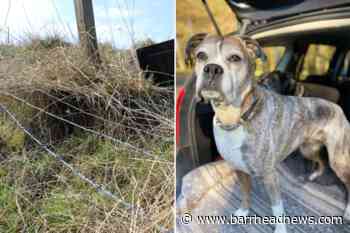 East Renfrewshire: Barbed wire at Neilston Pad injures dogs - Barrhead News